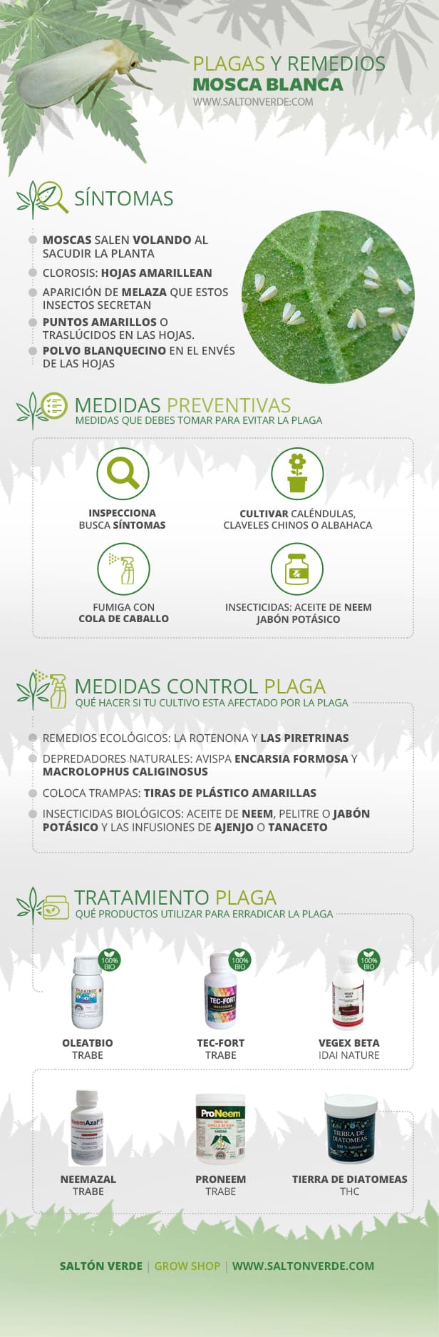 Infografia Mosca Blanca Compressed