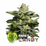 eva-seeds-papas-candy
