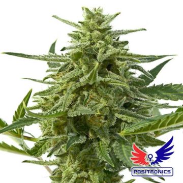 Northern Haze Auto autofloreciente | Positronics Seeds