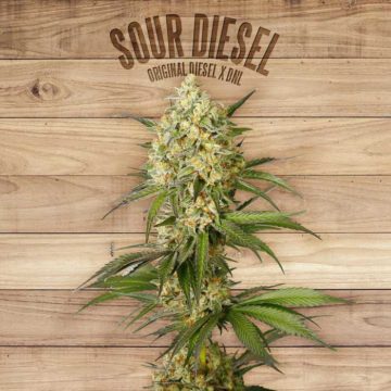 Sour Diesel The Plant Organic Seeds