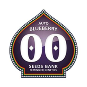 Auto Blueberry 00 Seeds 01