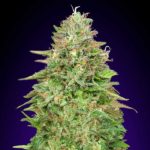 critical-poison-fast-version-00-seeds-02