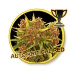 auto-kritical-red-mr-hide-seeds_01