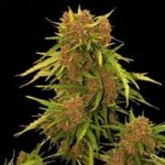 auto-kritical-red-mr-hide-seeds_02