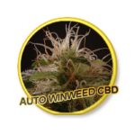 auto-winweed-cbd–mr-hide-seeds-01
