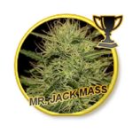 mr-jack-mass–mr-hide-seeds-01