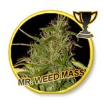 mr-weed-mass-mr-hide-seeds_01
