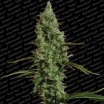 atomical-haze-semillas-marihuana-paradise-seeds