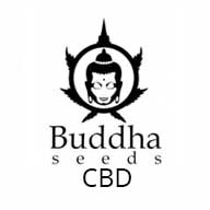 Buddha Seeds CBD