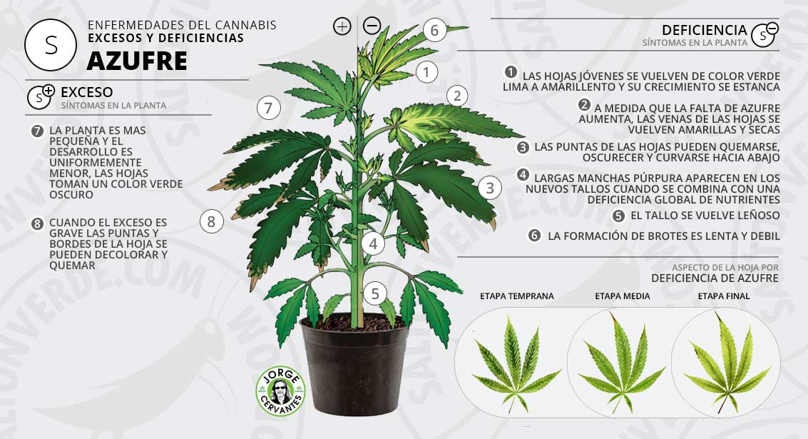 Síntomas Y Solución Para El Exceso O Deficiencia De Azufre S En Las Plantas De Cannabis