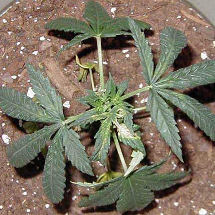 como resultado poco claro Influencia Síntomas y solución para el exceso o deficiencia de Cobre (Cu) en las plantas  de cannabis | Saltón Verde