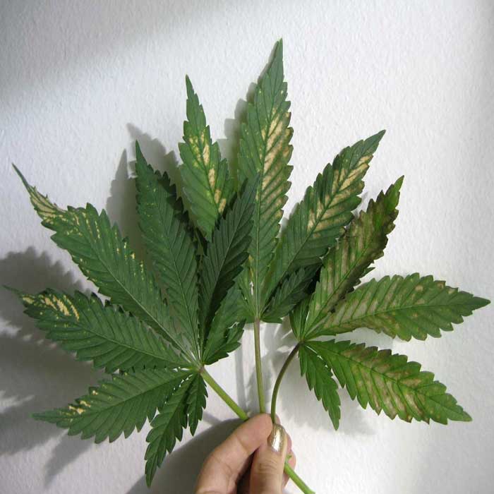 gritar túnel error Síntomas y solución para el exceso o deficiencia de Manganeso (Mn) en las plantas  de cannabis | Saltón Verde