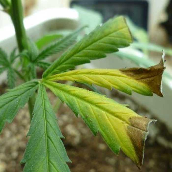 gritar túnel error Síntomas y solución para el exceso o deficiencia de Manganeso (Mn) en las plantas  de cannabis | Saltón Verde