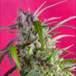 crystal-candy-auto-sweet-seeds
