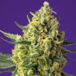 crystal-candy-xl-auto-sweet-seeds