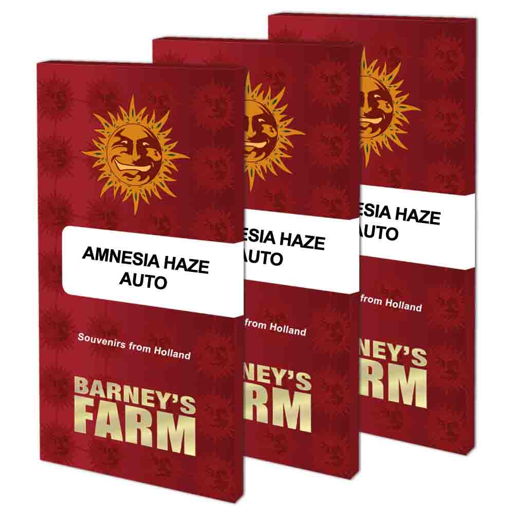 Amnesia Haze Auto semillas autoflorecientes | Barneys Farm