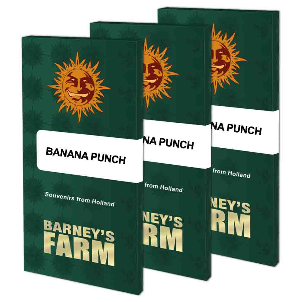 Banana Punch semillas feminizadas | Barneys Farm
