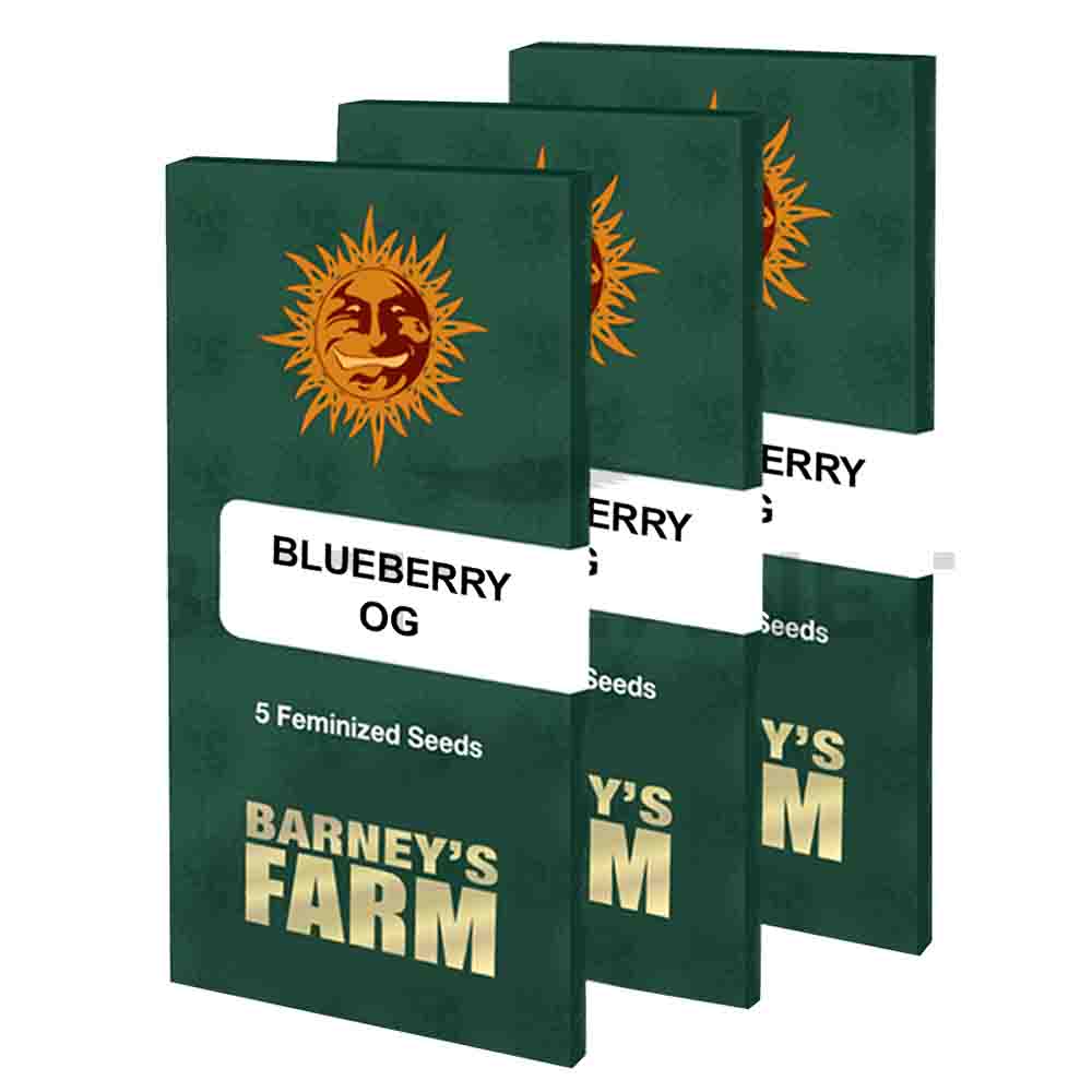 Blueberry OG semillas feminizadas | Barneys Farm