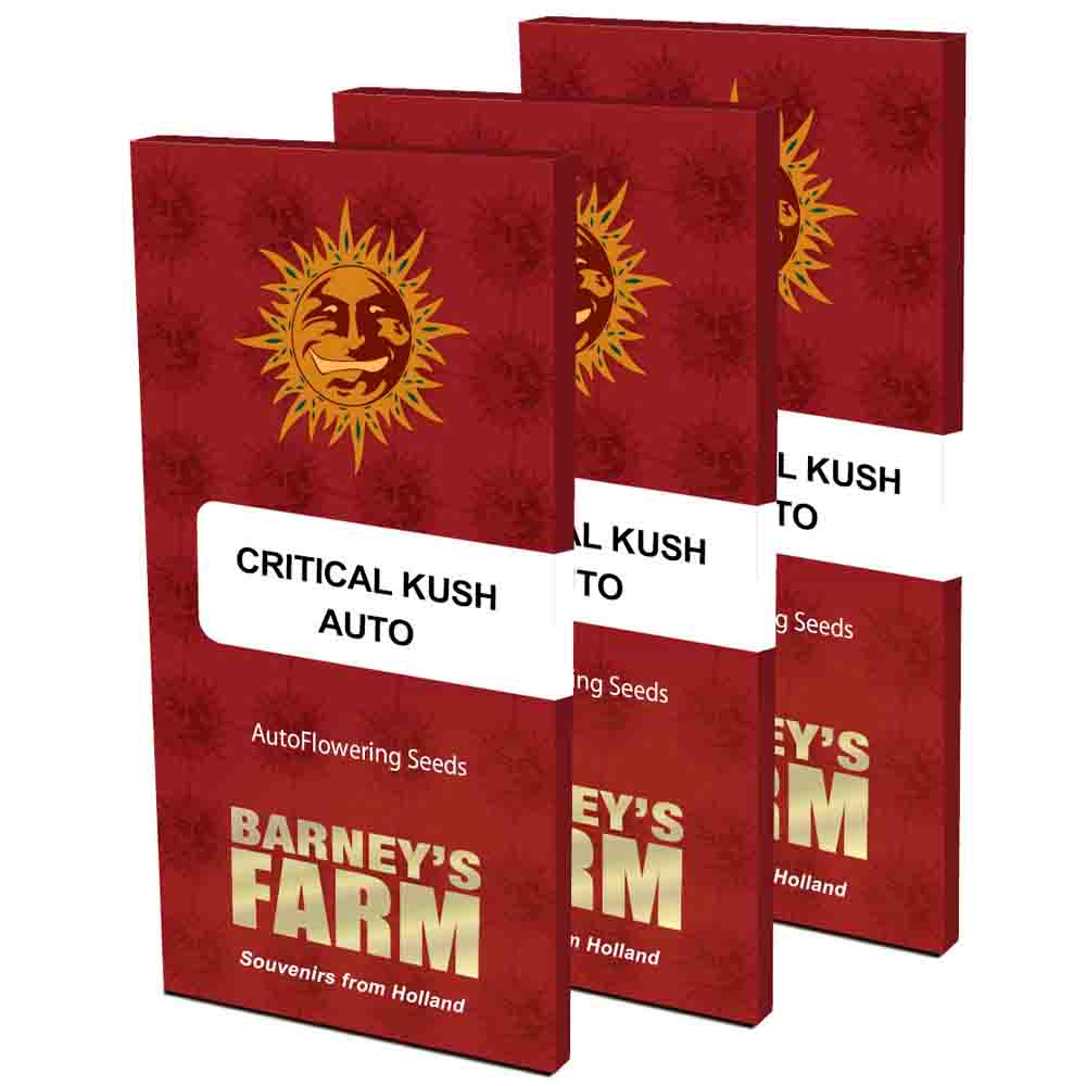 Critical Kush Auto semillas autoflorecientes | Barneys Farm