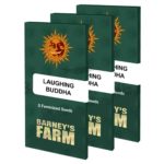 laughing-buddha-barney_farms-02