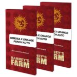 mimosa-x-orange-punch-autor-barney_farms-02