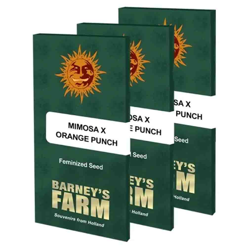 Mimosa x Orange Punch semillas feminizadas | Barneys Farm