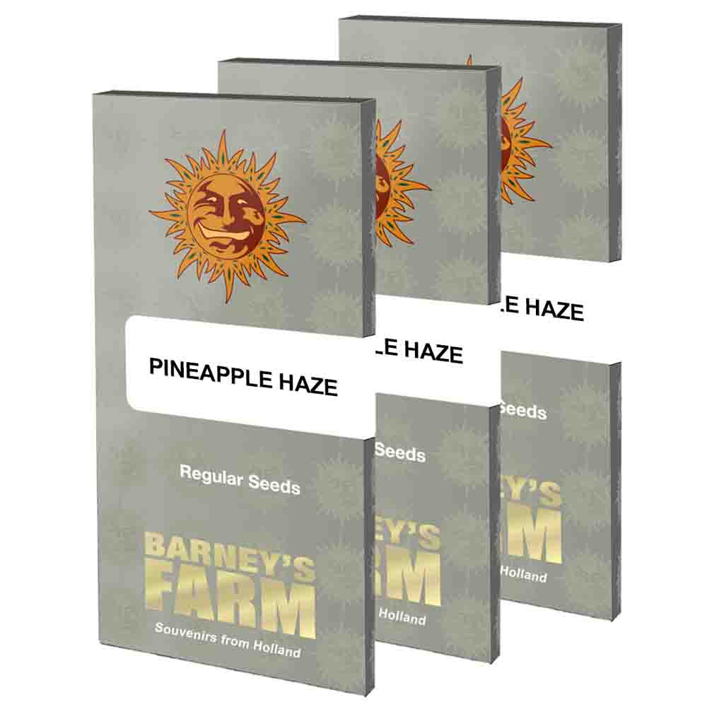 Pineapple Haze Regular semillas regulares Barneys Farm