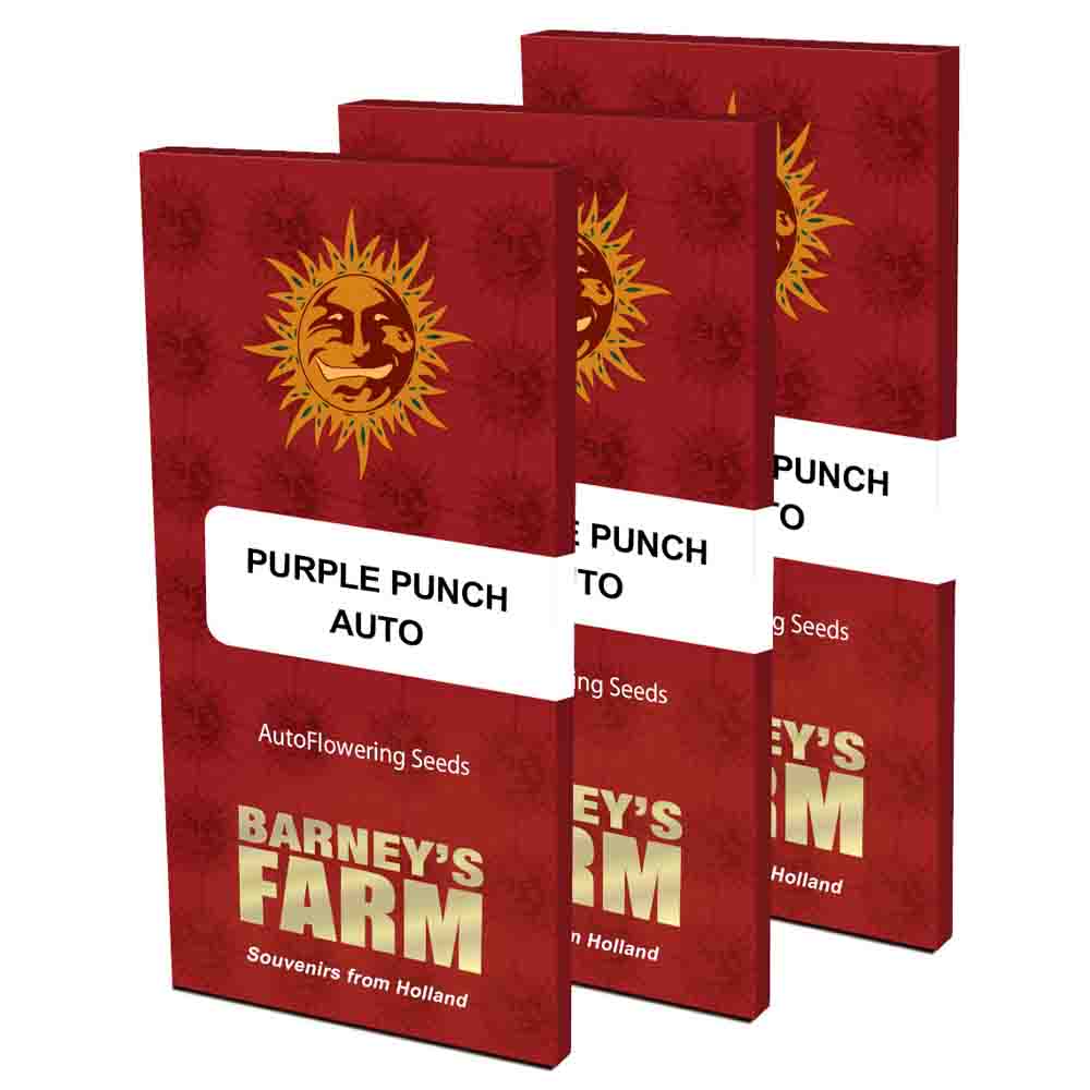 Purple Punch Auto semillas autoflorecientes | Barneys Farm