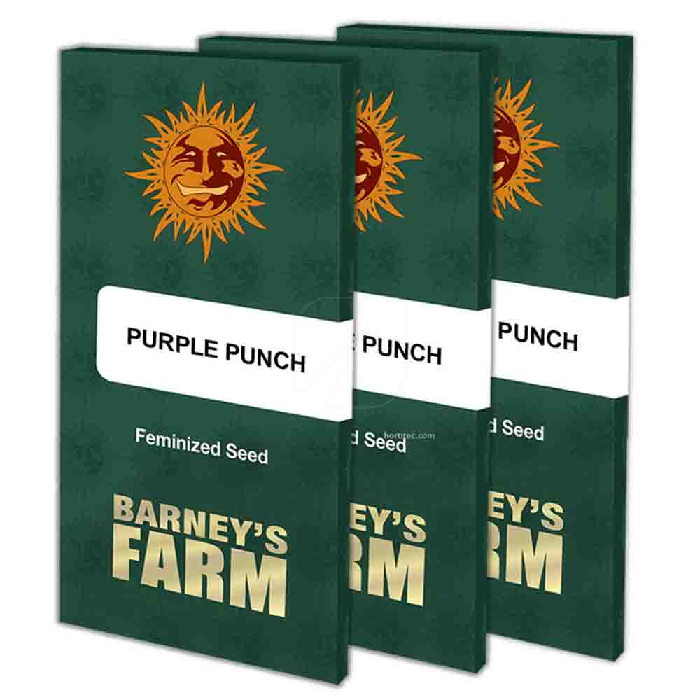 purple punch barney farms