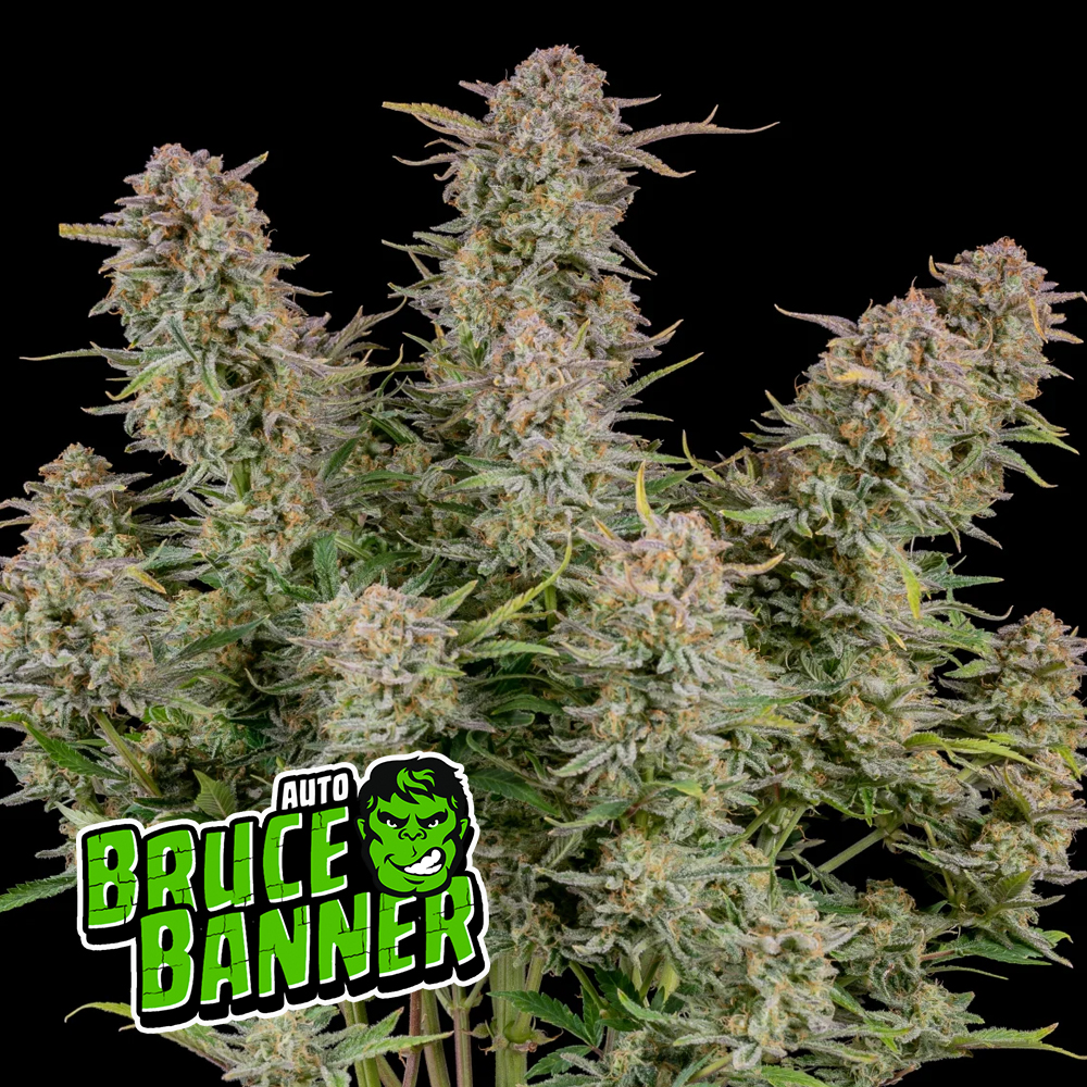420-fast-buds-bruce-banner-auto