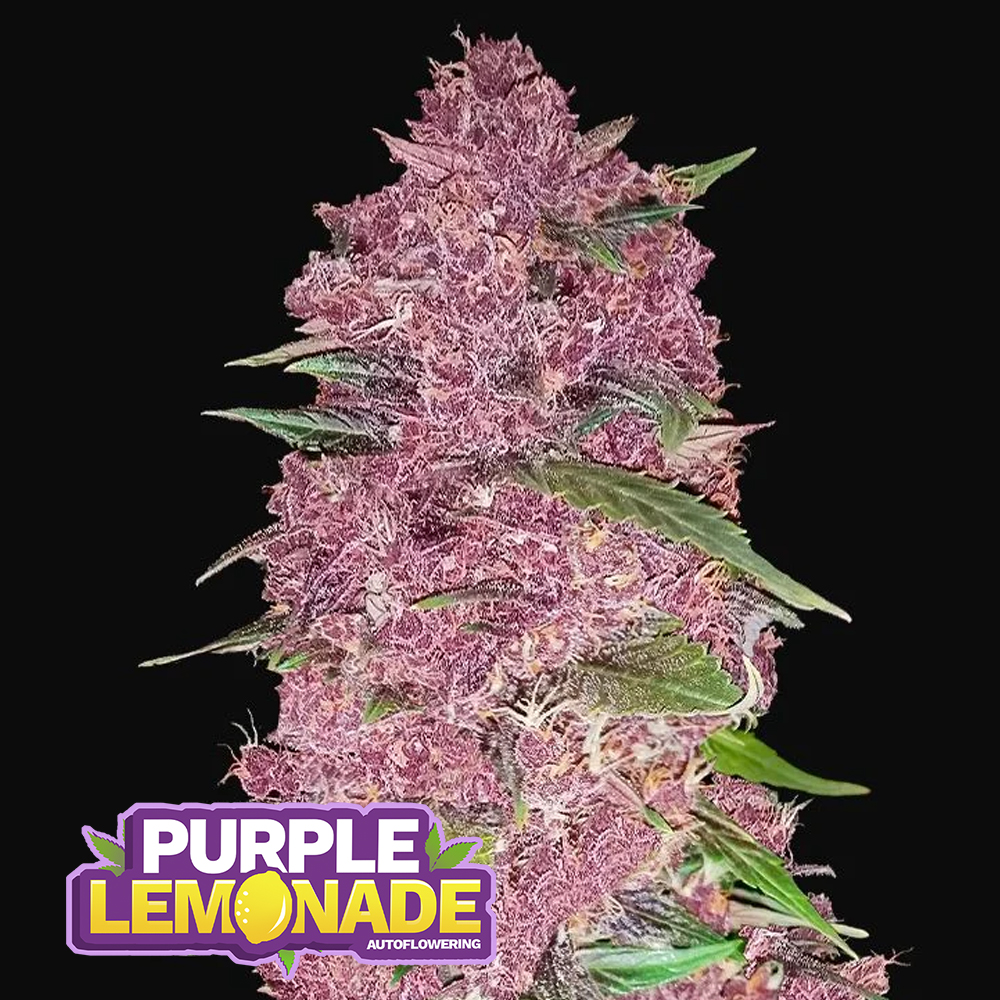420-fast-buds-purple-lemonade