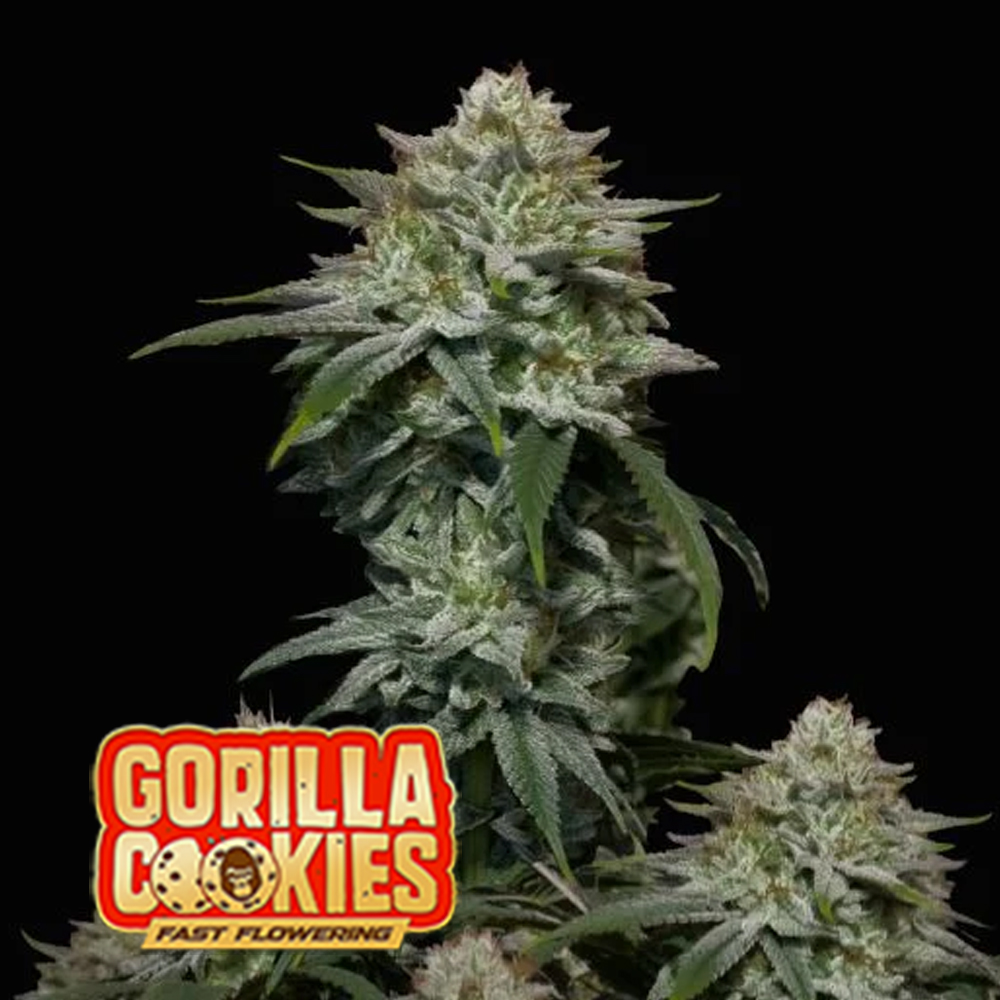 gorilla-cookies-fast-flowering