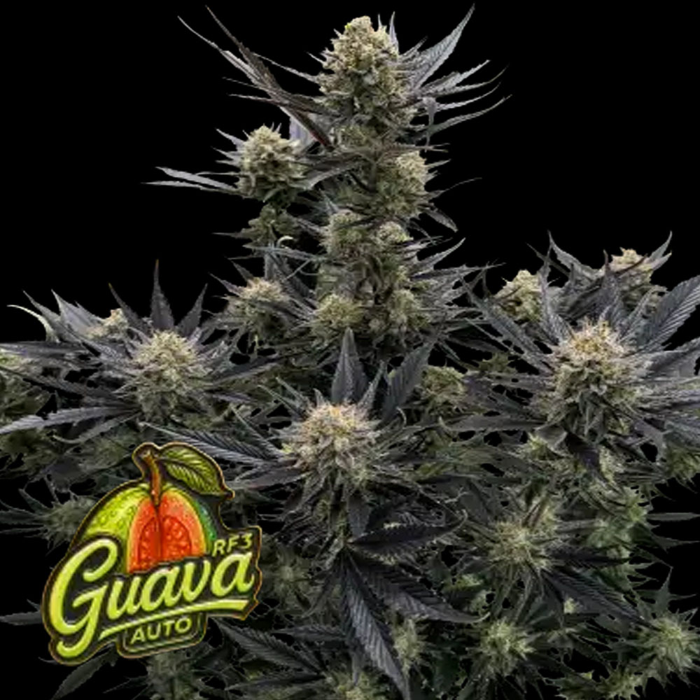 Guava Auto RF3 semillas autoflorecientes | 420 Fast Buds
