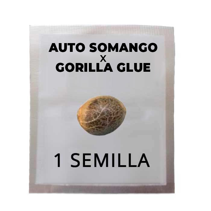 semilla-auto-somago-grilla-glue