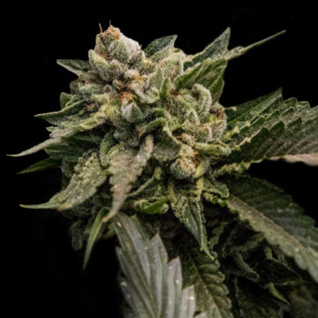 Strawberry Sorbet semillas feminizadas | DNA Genetics