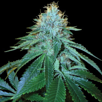 The OG #18 semillas feminizadas | DNA Genetics