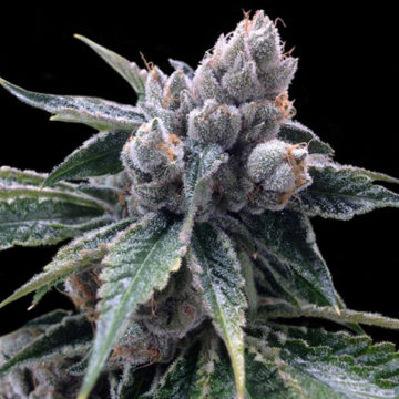 White Walker Kush semillas feminizadas | DNA Genetics