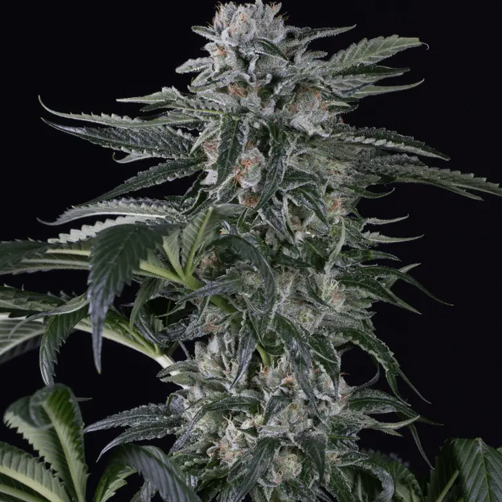 moby-dick-auto