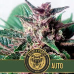 Grizzly Purple Auto semillas autoflorecientes (3uds.) | Blimburn Seeds