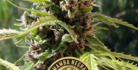 Mamba Negra Auto semillas autoflorecientes (3uds.) | Blimburn Seeds