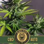 Mamba Negra CBD Auto semillas autoflorecientes (3uds.) | Blimburn Seeds