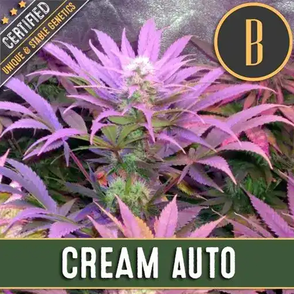 Cream Auto semillas autoflorecientes (3uds.) | Blimburn Seeds