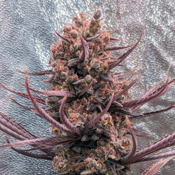 Panama Haze semillas feminizadas | Ace Seeds