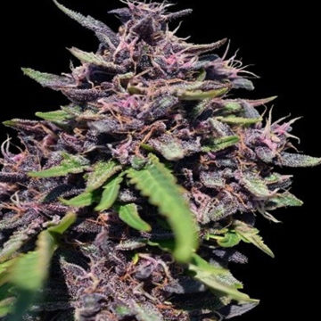 Panama x PCK semillas feminizadas | Ace Seeds