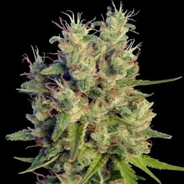 Super Malawi Haze semillas feminizadas | Ace Seeds
