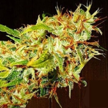 Zamaldelica semillas feminizadas | Ace Seeds