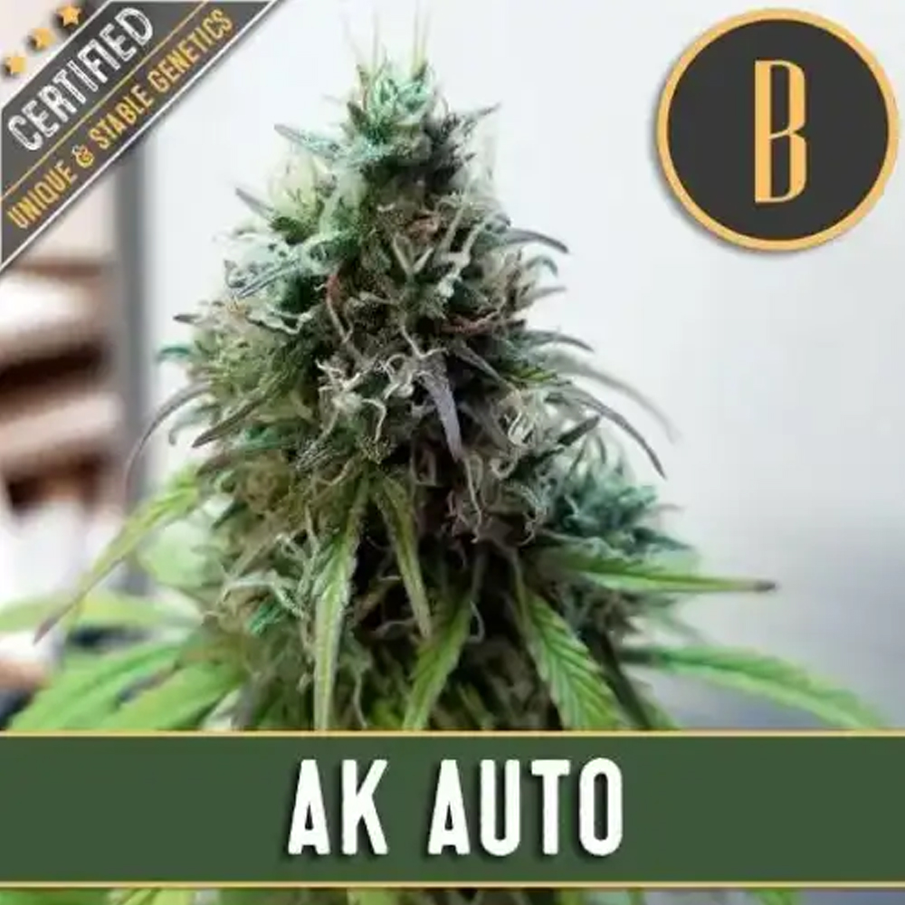 AK Auto semillas autoflorecientes (3uds.) | Blimburn Seeds