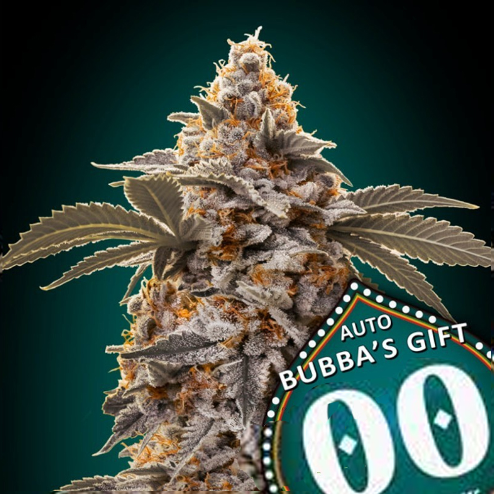 Auto Bubba's Gift semillas autoflorecientes | 00 Seeds