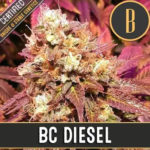 BC Diesel semillas feminizadas (3uds.) | Blimburn Seeds
