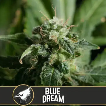 Blue Dream semillas feminizadas (3uds.) | Blimburn Seeds